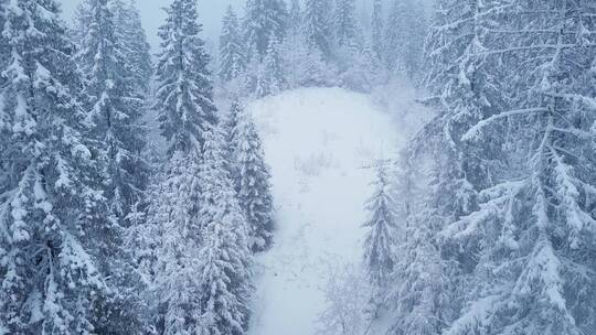 暴风雪中的针叶林