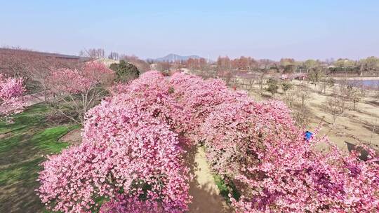 上海 春天 樱花 樱花雪 辰山植物园樱花视频素材模板下载