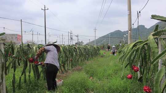 4k航拍火龙果采摘视频素材模板下载