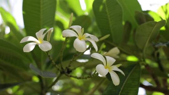 热带夏威夷毛伊岛普鲁梅里亚奇花异草