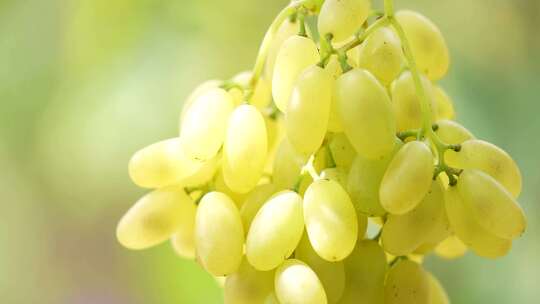 黄葡萄微距特写