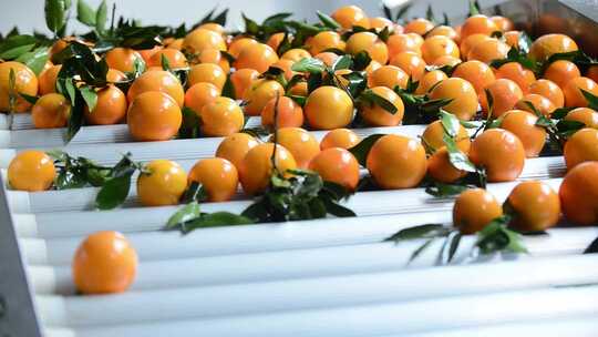 重庆奉节橙子处理工厂机器清洗橙子