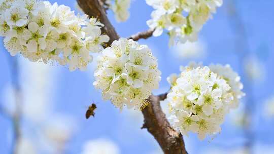 春天阳光下盛开的白色梨花蜜蜂采蜜