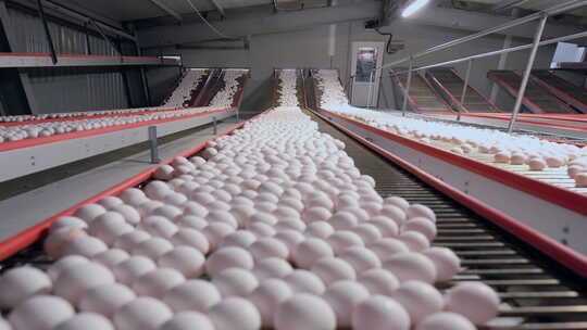 鸡蛋工厂加工