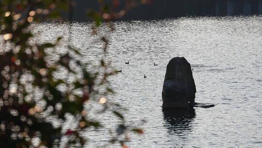 和顺古镇野鸭湖