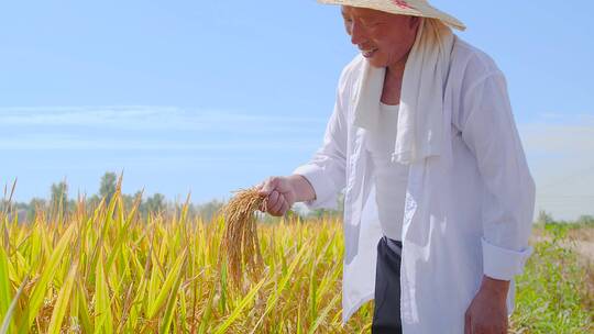 航拍稻田视频素材模板下载