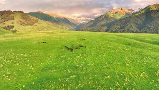 新疆伊犁 恰西草原 自然风光 旅行 马群高清在线视频素材下载