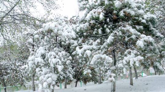 北京初冬树枝上落满积雪