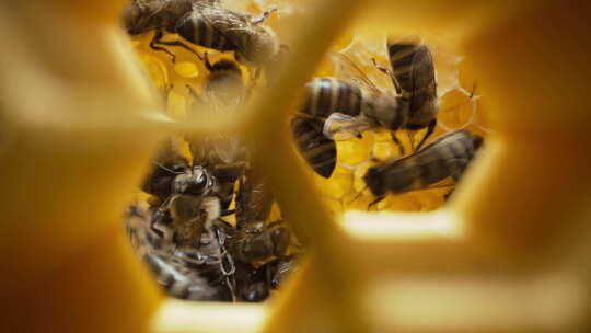 蜜蜂家族在蜂巢内工作