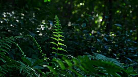 森林阳光下生长的茂盛的绿色蕨类植物