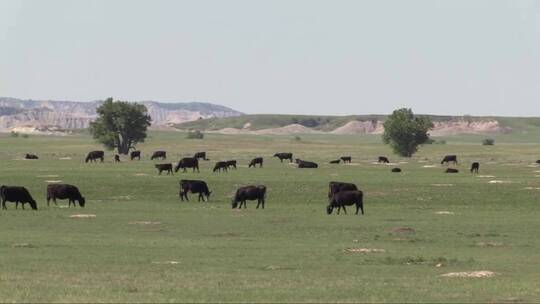 牛群在广阔的田野上吃草