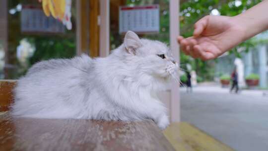 人伸手逗弄趴坐的猫咪