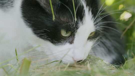 猫，猫，毛茸茸的，脸