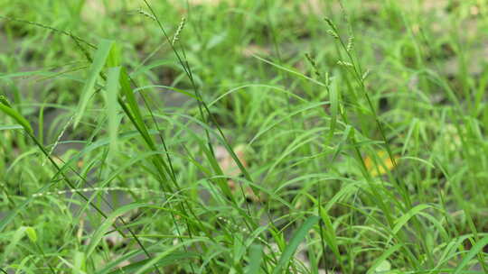 风吹小草实拍