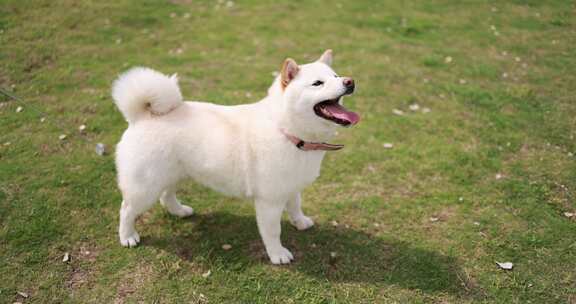 草地上的白色柴犬