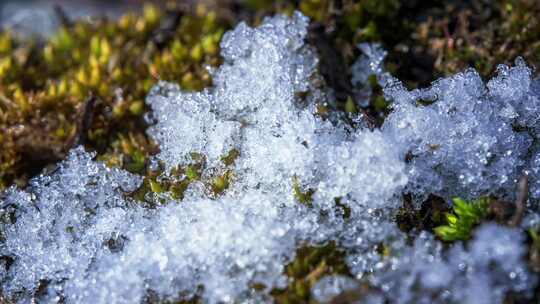 春回大地苔藓上冰雪融化延时