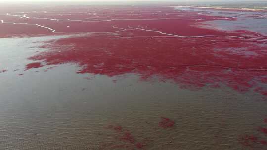 辽宁盘锦红海滩航拍