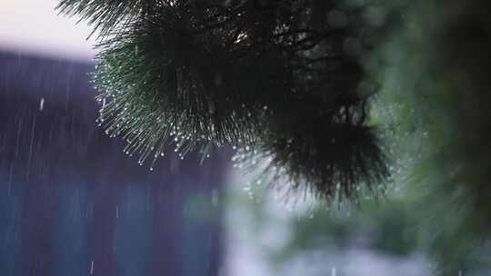 下雨天黑松针叶上的雨露水滴