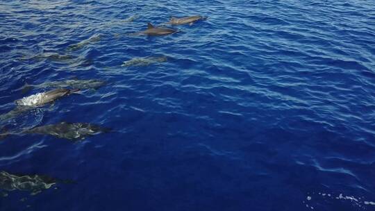 大海里的海豚群