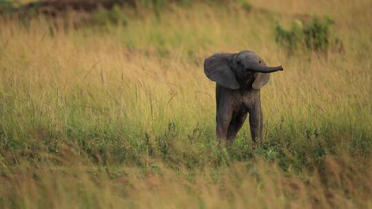 小象在大草原玩耍