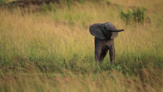 小象在大草原玩耍