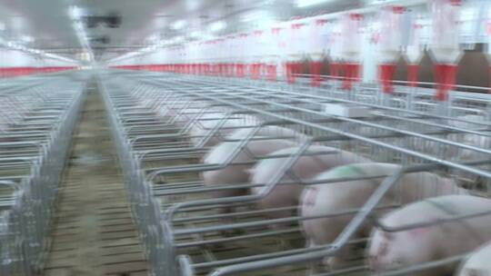 现代化养殖场养猪场种猪小猪集约化养殖视频素材模板下载