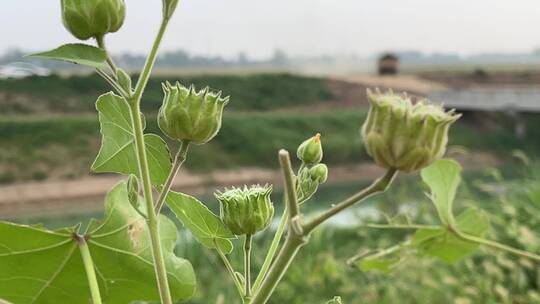 茼麻 麻梭子植物