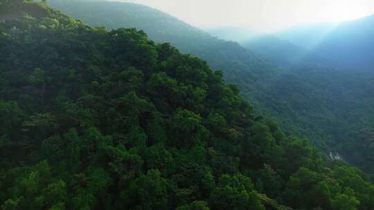 飞跃亚马逊森林视频素材模板下载
