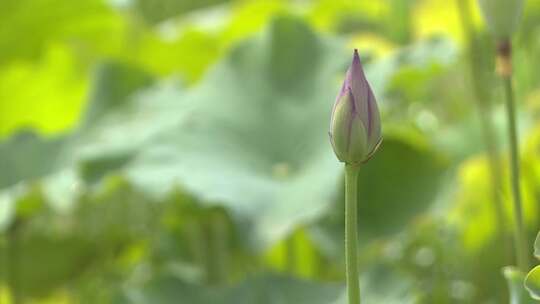 44.荷花、莲藕特写微距