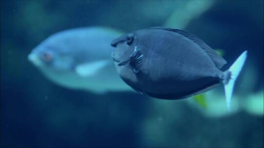 水下生物深海近距离拍摄4k