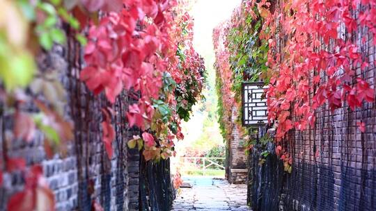 秋季巷子红叶爬山虎秋色迷人视频素材模板下载