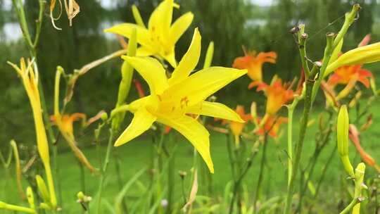 实拍鲜艳的百合花瓣夏季盛开视频素材