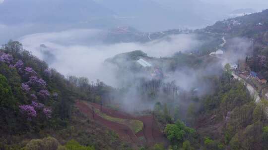 镇安海棠山视频素材模板下载