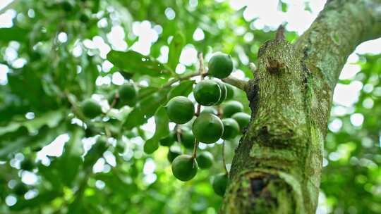 澳洲坚果 夏威夷果