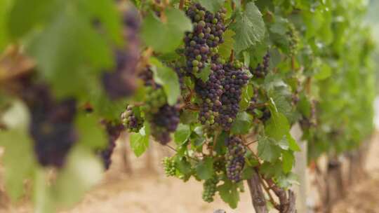 葡萄园中成熟的葡萄