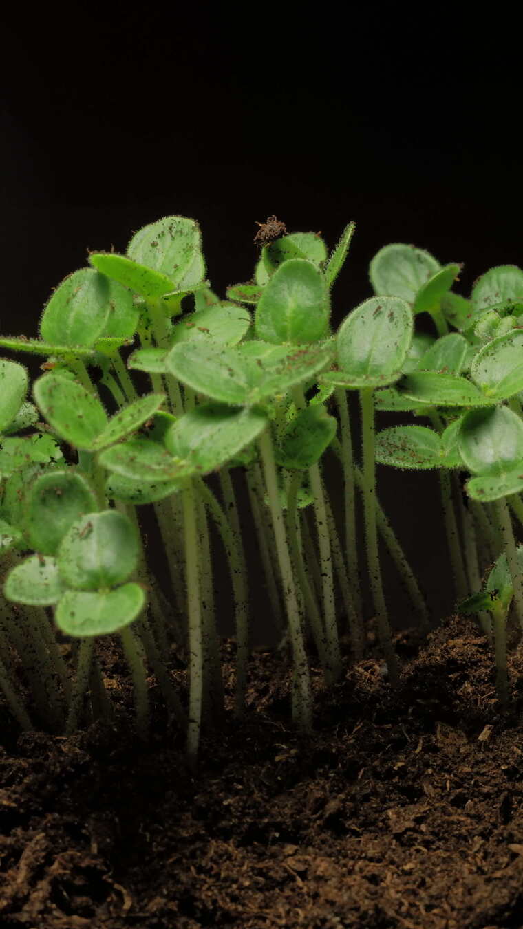 种子发芽生长时间流逝春天希望生命