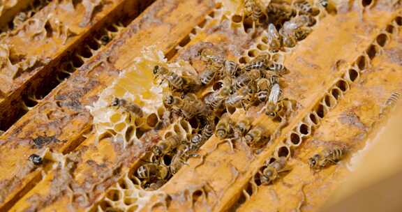 蜜蜂养殖 蜂场 农业