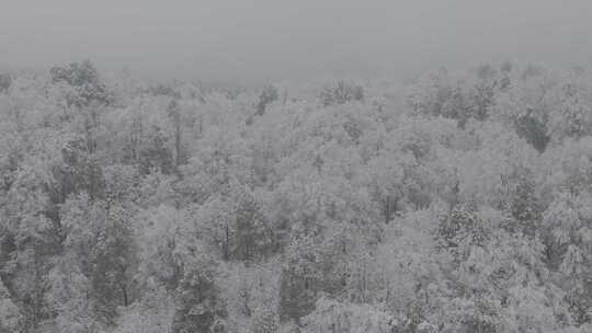 四川雅安泥巴山雪景树林雾凇实拍