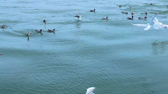 海面上成群白海鸥 成群野鸭 2375