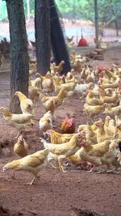 乡村生态养鸡场鸡群吃食
