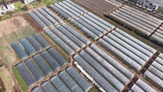 农田温室大棚俯瞰全景