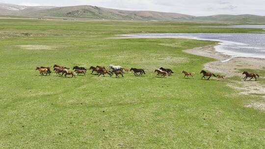 航拍草原上的马群慢动作