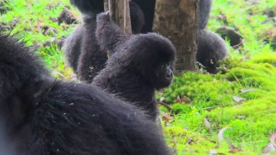 幼年猩猩在树林中玩耍