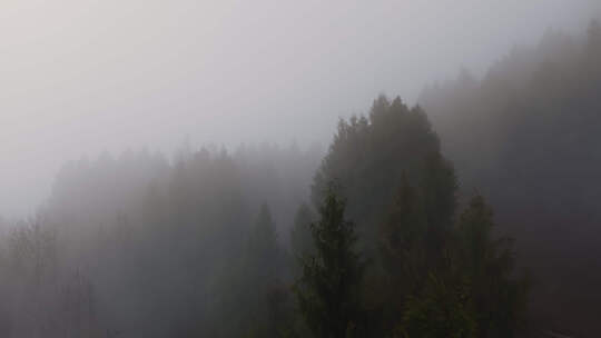 神秘清晨树林雾气视频素材模板下载