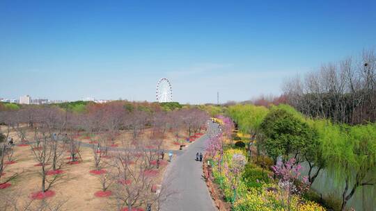 上海市顾村公园