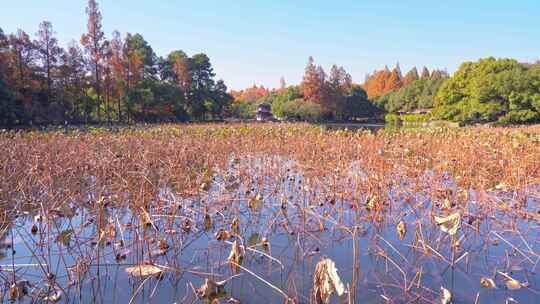 杭州西湖曲院风荷秋天水榭残荷风景