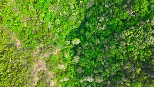 延安山间槐树花开春日航拍-4k宣传片