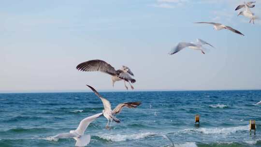 海鸥，海洋，海，海鸟