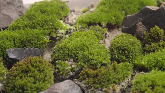 青苔植物景观盆栽园林绿色自然生长青草特写