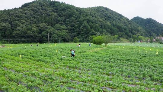 【4K】曾家山采摘辣椒